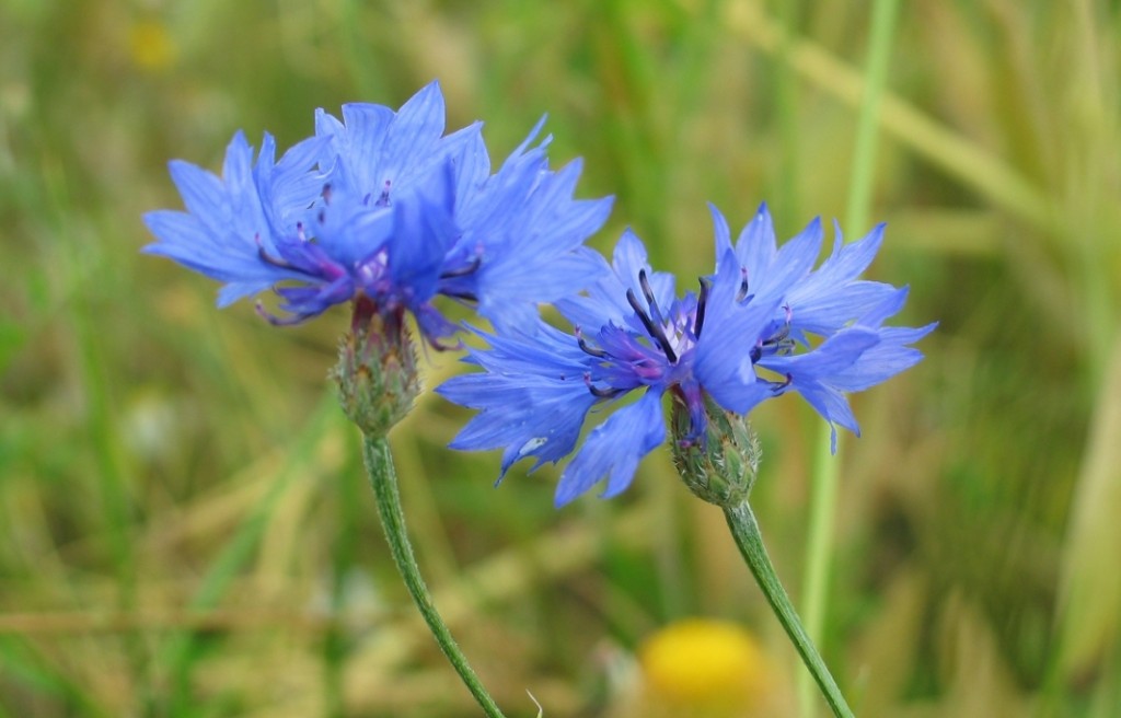 Centaurea cyanus